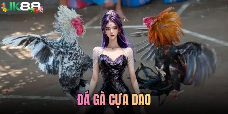 Đá Gà Cựa Dao - Hình Thức Thi Đấu Đối Kháng Luật Lệ Rõ Ràng